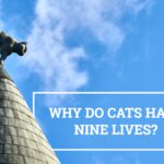 Why do cats have nine lives?